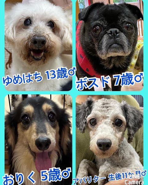 🐾今日の里親様募集中ワンコ🐶メンバーです🐾2023,7,19【保護犬カフェ天神橋店】